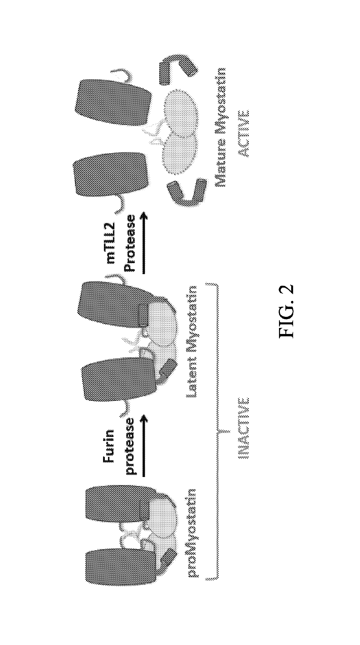 Anti-pro/latent-myostatin antibodies and uses thereof