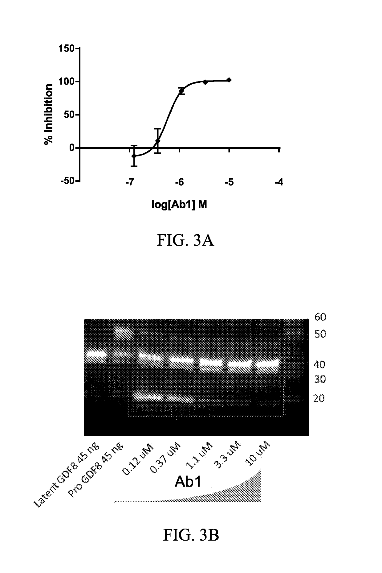 Anti-pro/latent-myostatin antibodies and uses thereof