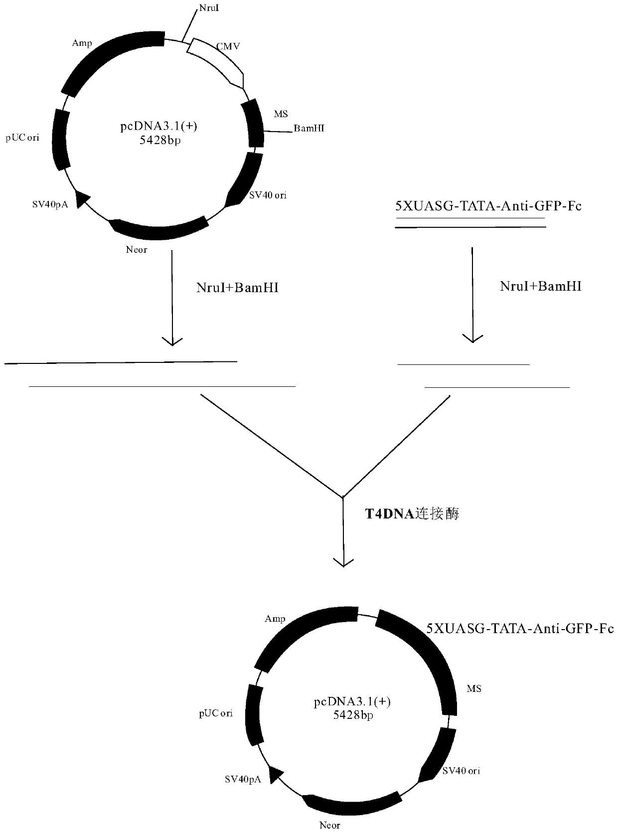 Light-controlled protein degrading system and construction method, and light adjusted and controlled protein degrading method