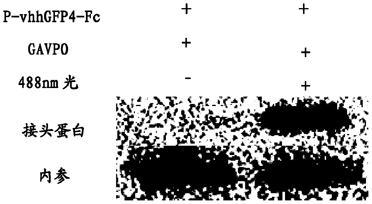 Light-controlled protein degrading system and construction method, and light adjusted and controlled protein degrading method