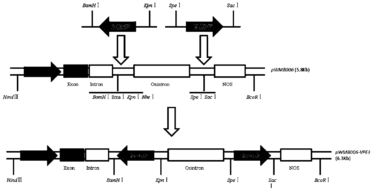 Haynaldia villosa vacuolar processing enzyme gene VPE3-V and its silencing vector and application thereof