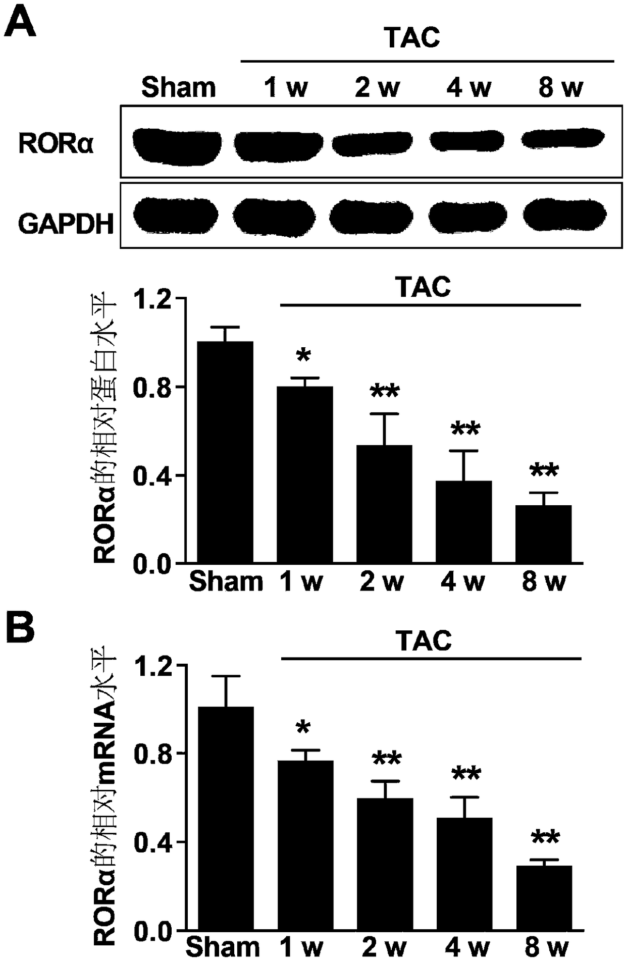 Application of nuclear receptor ROR alpha in preparation of anti-heart failure drugs