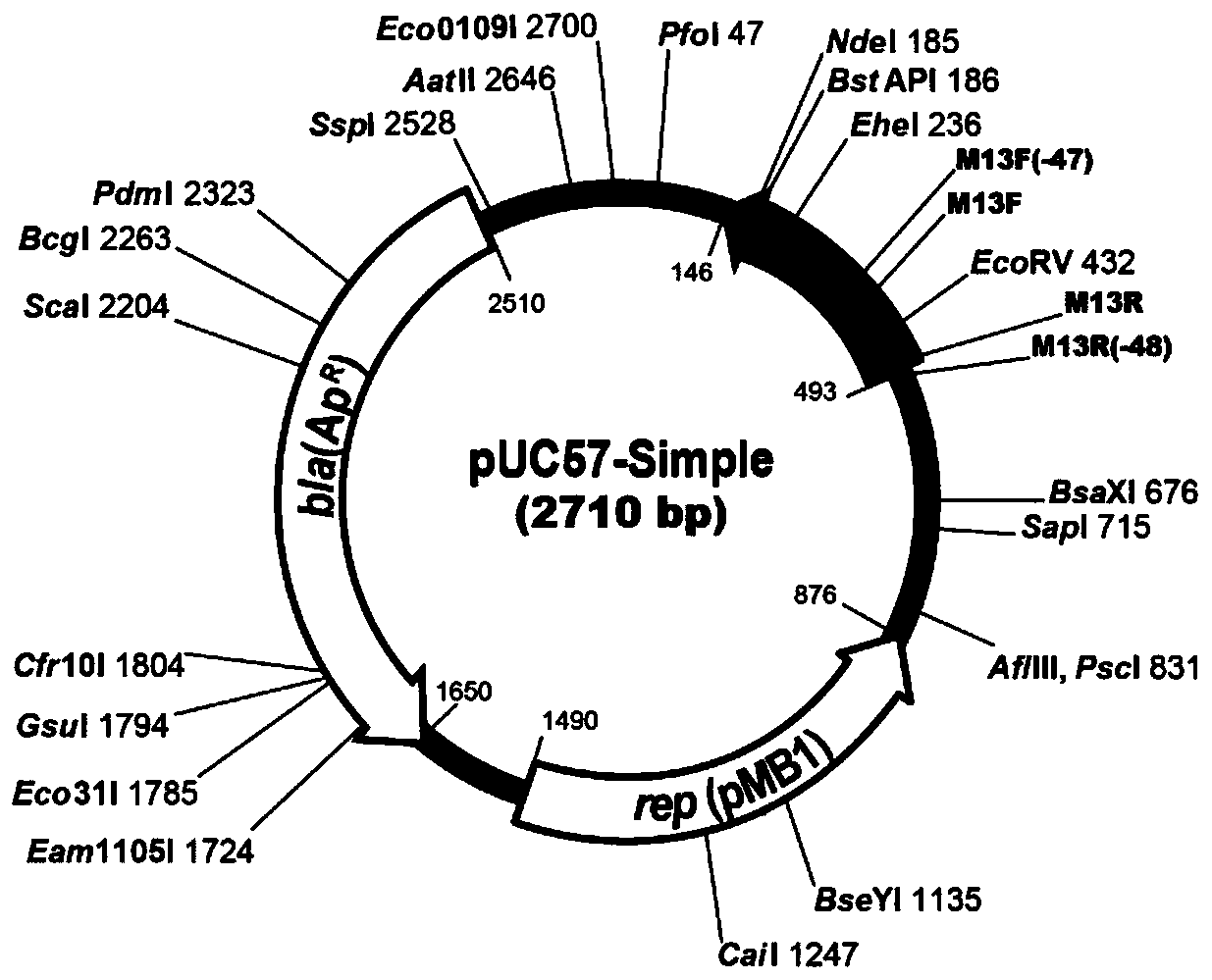 Improved chicken-derived antibacterial peptide as well as encoding gene, recombinant plasmid, recombinant bacterium and application thereof