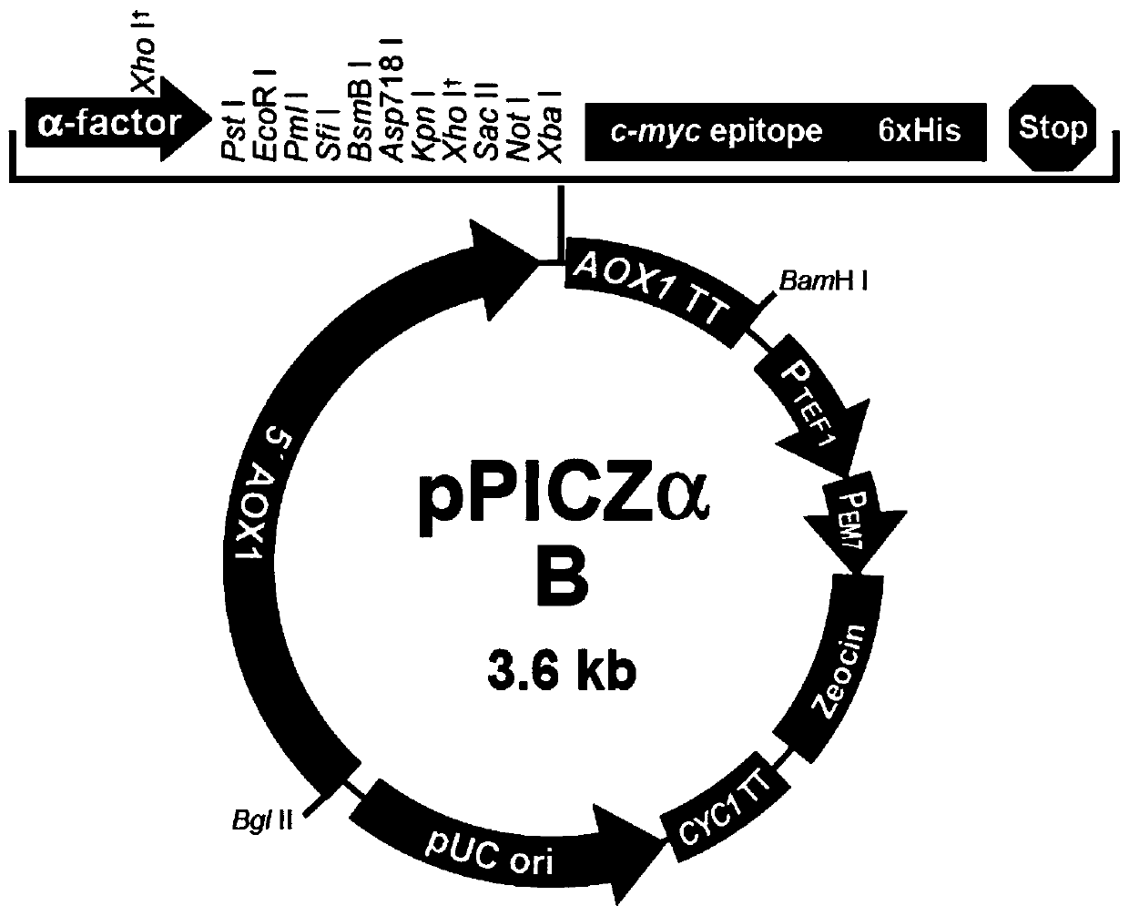 Improved chicken-derived antibacterial peptide as well as encoding gene, recombinant plasmid, recombinant bacterium and application thereof