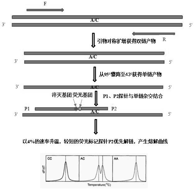 Method and kit for detecting polymorphism of multiple single nucleotides and application thereof