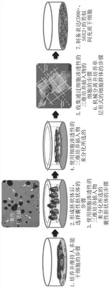 Method of preparing mesenchymal-like stem cells and mesenchymal-like stem cells prepared thereby