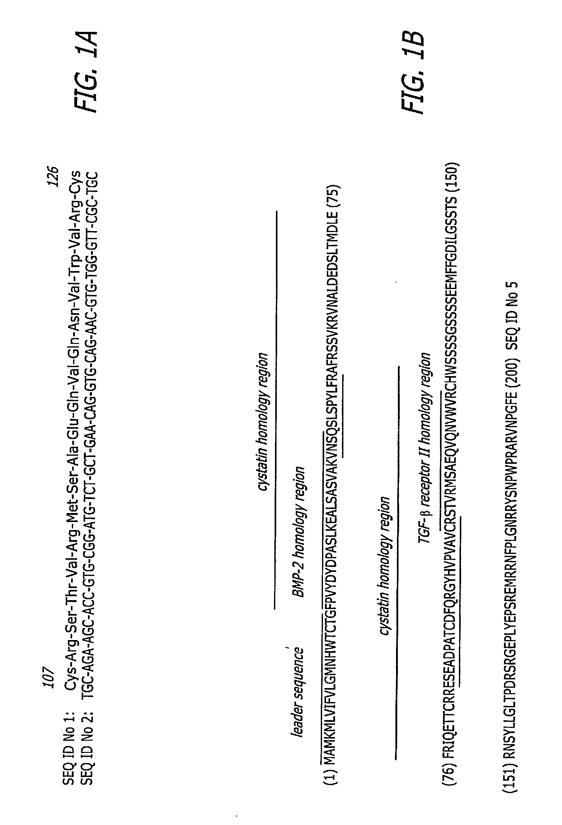 Bone Morphogenic Protein Binding Peptide