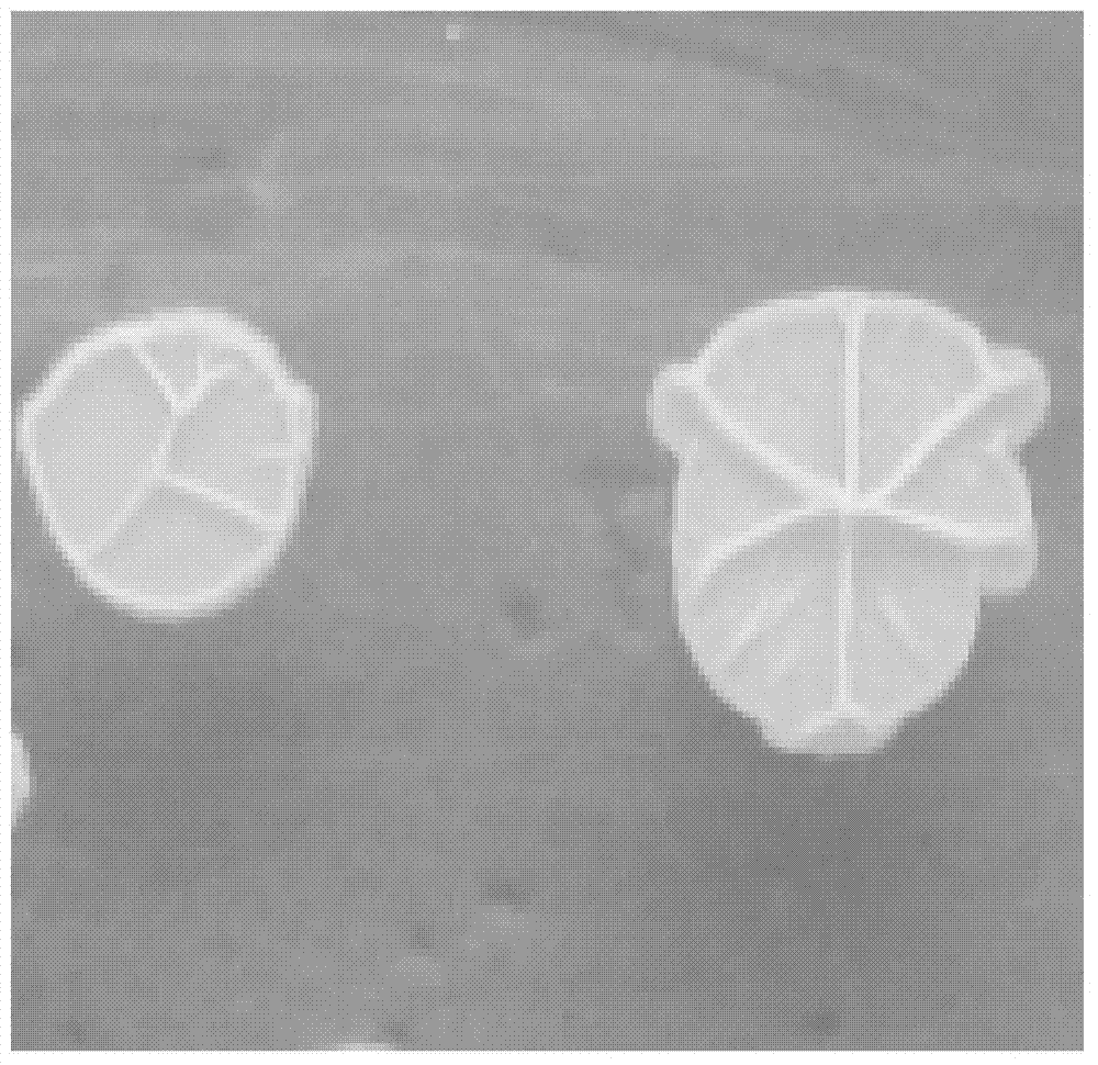 Tobacco mosaic virus (TMV) resistant bacillus amyloliquefaciens