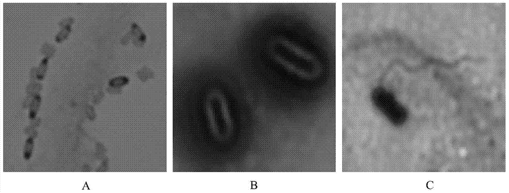 Tobacco mosaic virus (TMV) resistant bacillus amyloliquefaciens