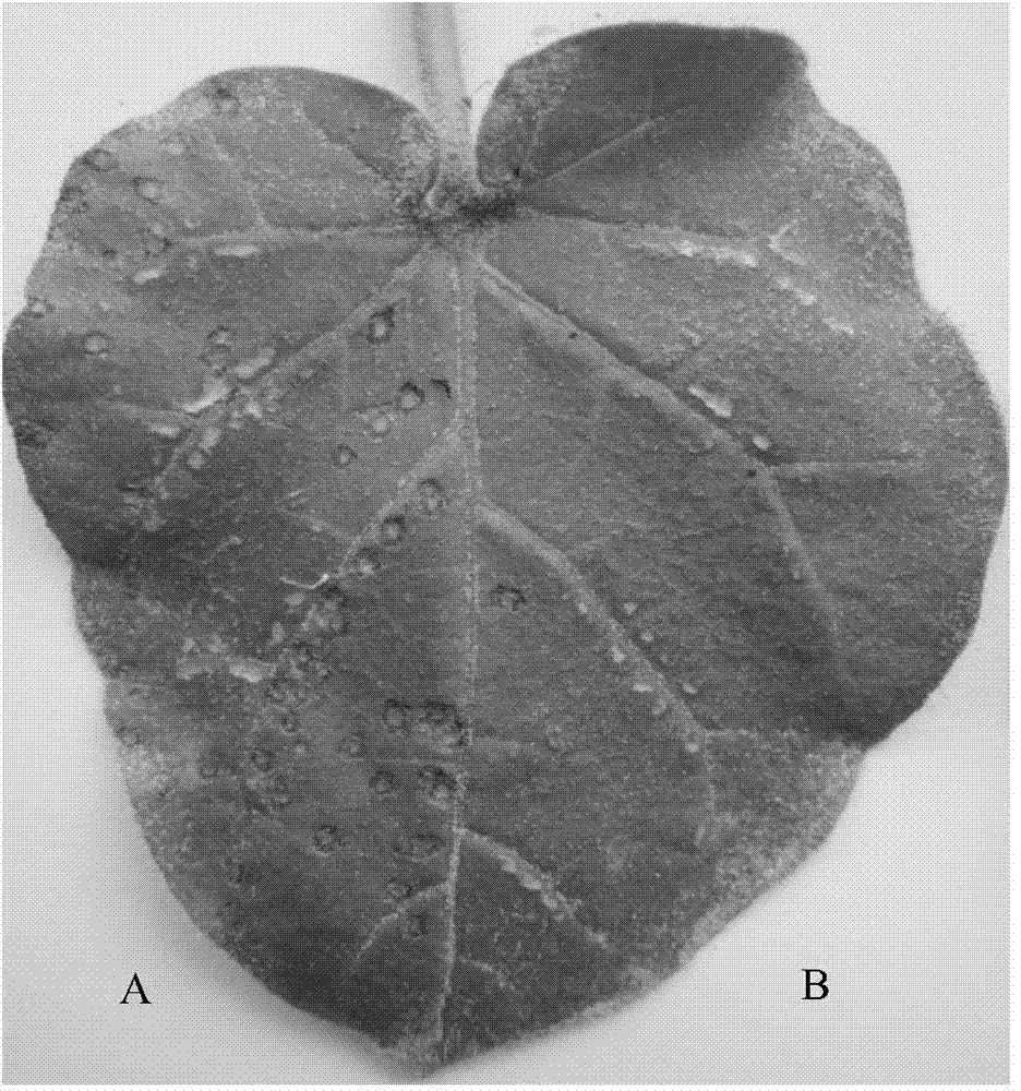 Tobacco mosaic virus (TMV) resistant bacillus amyloliquefaciens