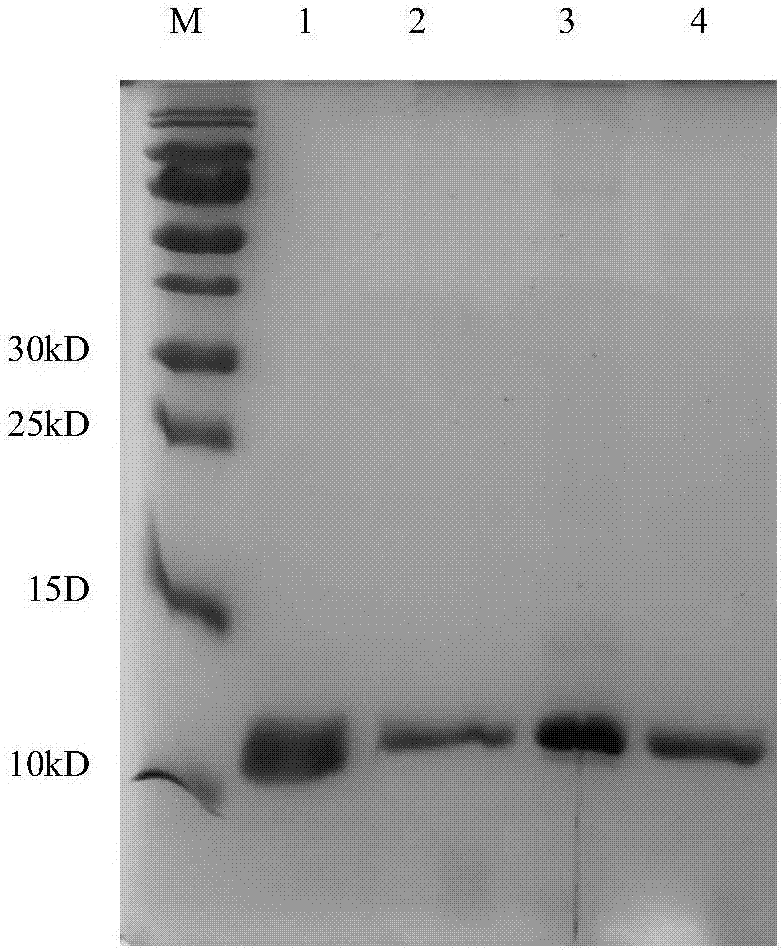 Method for separating natural sequence nerve growth factor from mixture