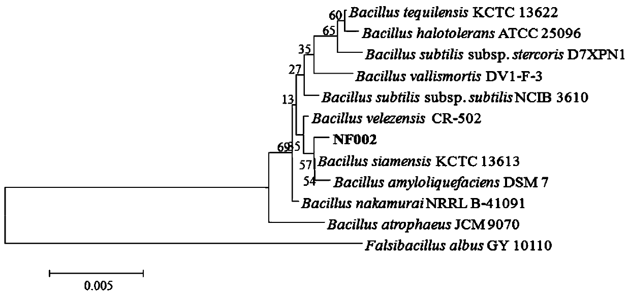 Preparation method and application of Bacillus velezensis capable of efficiently antagonizing fusarium graminearum