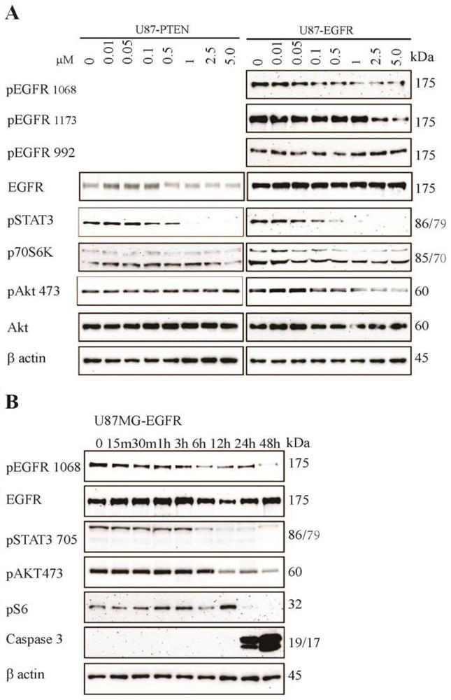 Application of bufanolide alkene compound in preparation of medicine or health care product for treating EGFR and/or STAT3 driven diseases