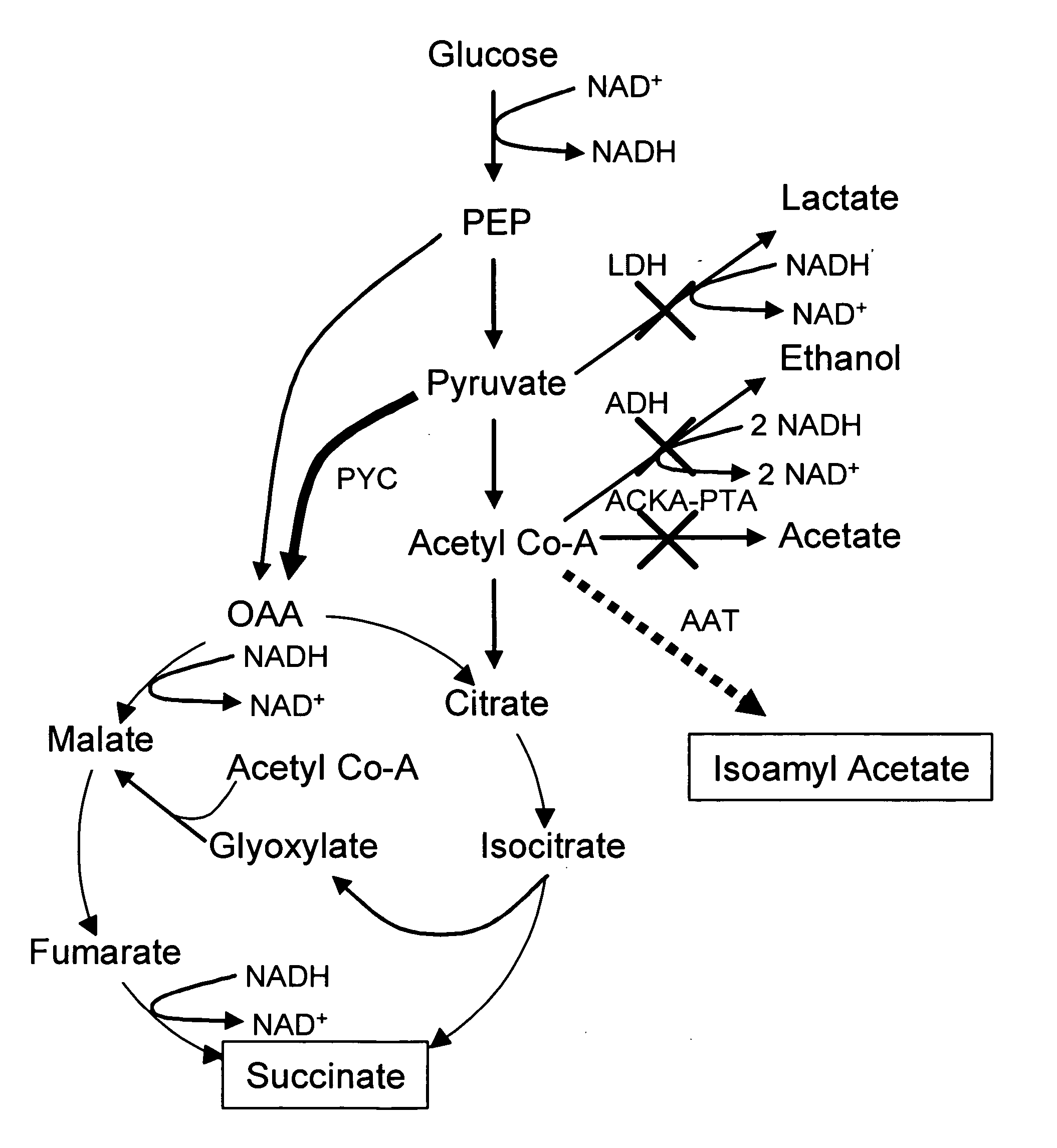 Simultaneous anaerobic production of isoamyl acetate and succinic acid