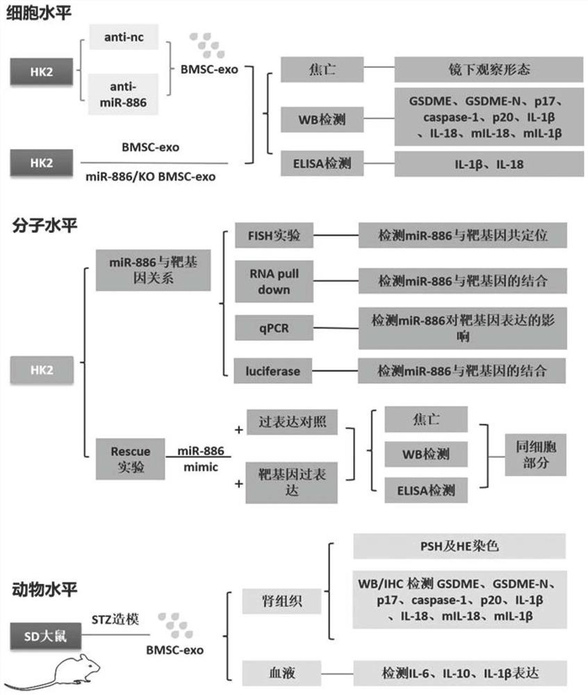 Research method of protection mechanism of BMSC-Exo on high glucose induced HK2 cell damage