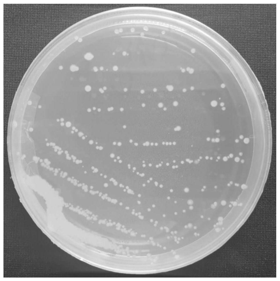 Lysinibacillus macrolides, microbial agent, biocontrol agent and preparation method and application thereof