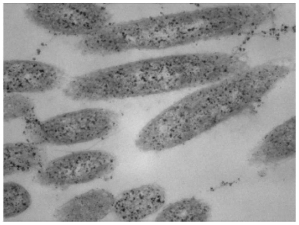 Lysinibacillus macrolides, microbial agent, biocontrol agent and preparation method and application thereof