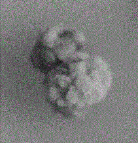 Toona sinensis Roem regenerating system based on callus differentiation