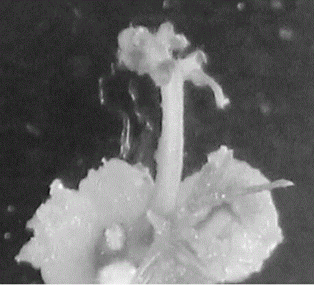 Toona sinensis Roem regenerating system based on callus differentiation