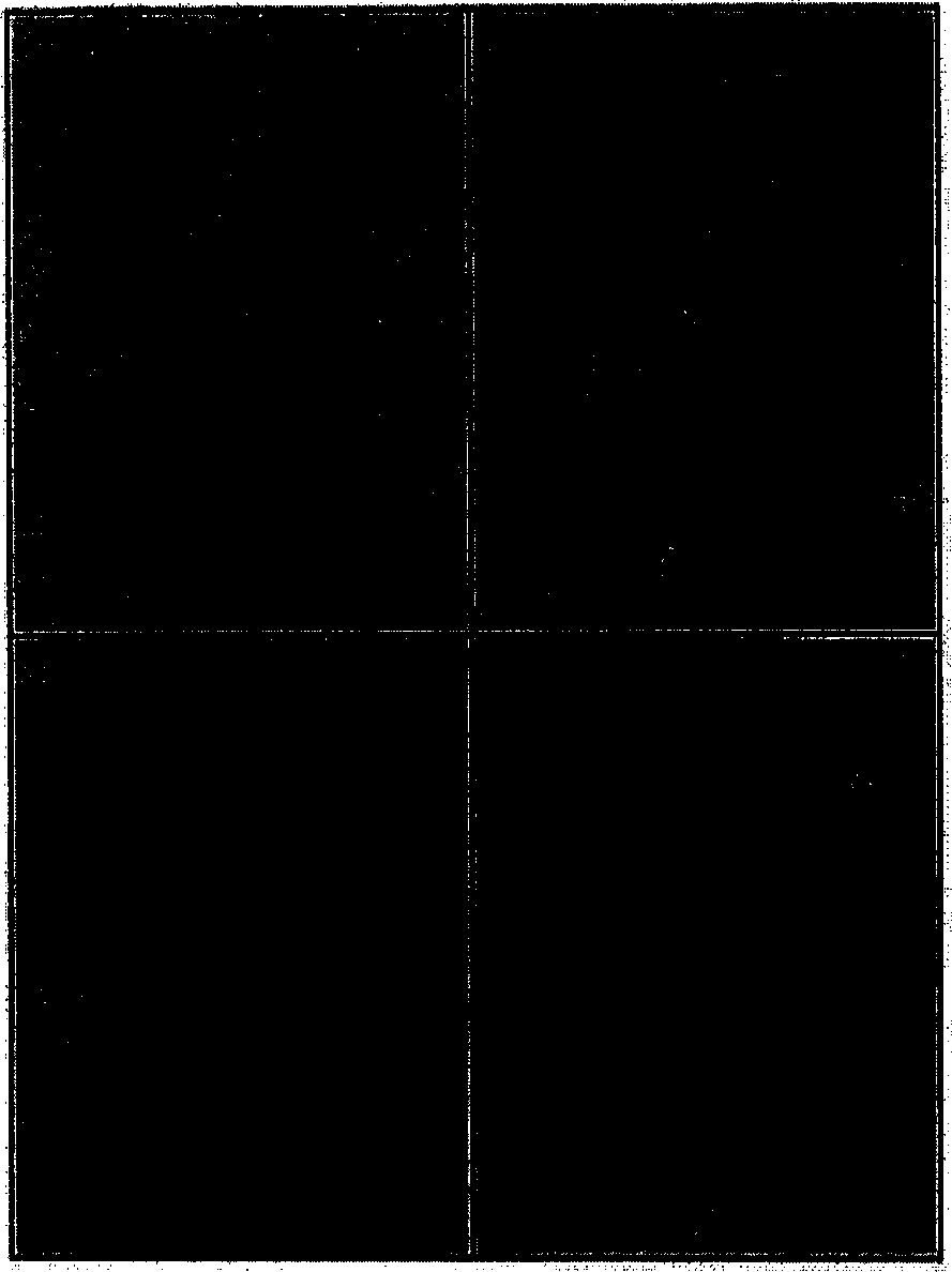 Composition for regulation of gametophytic self-incompatibility, control method of gametophytic self imcompatibility of a plant and the plant self-polli-nated by using said control method