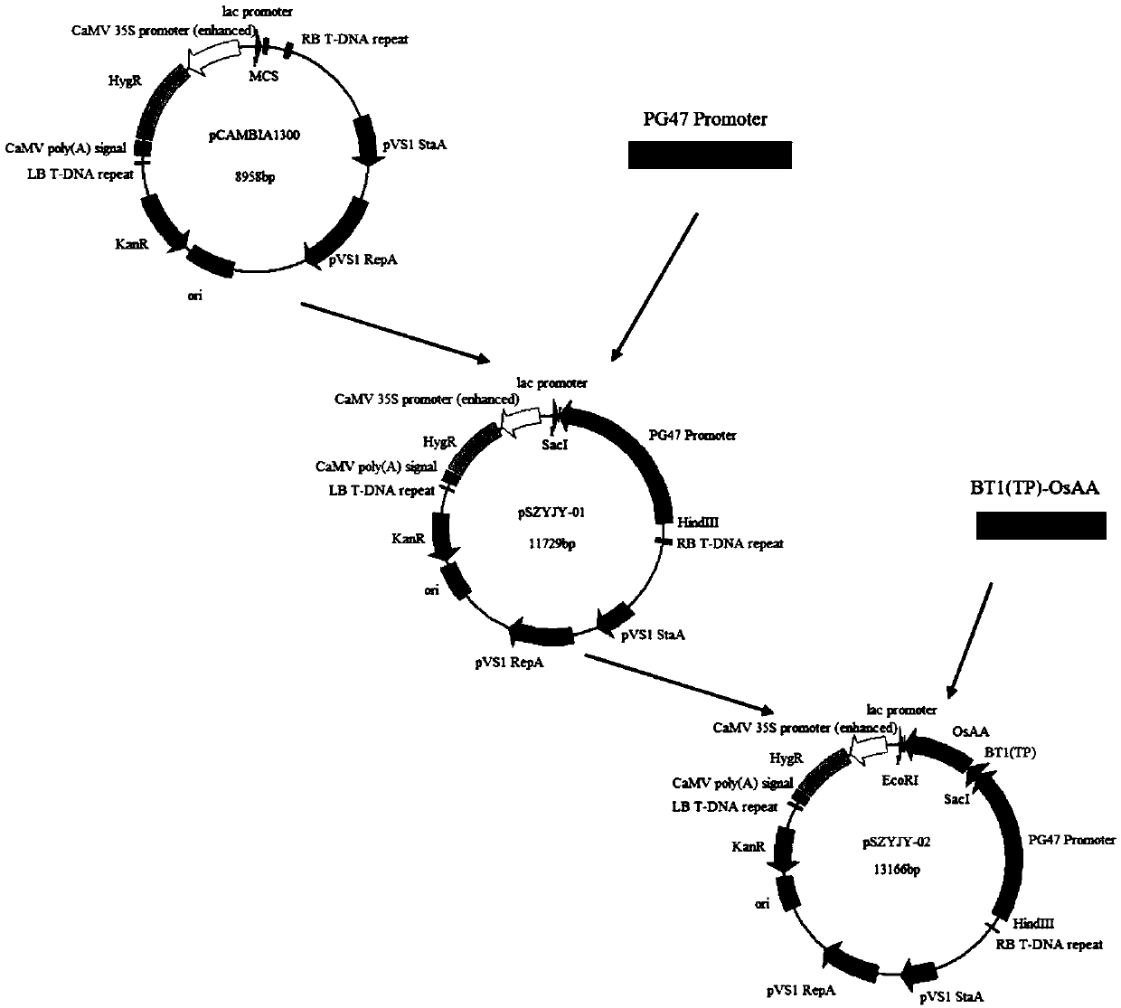 Rice alpha-amylase and coding genes and application thereof