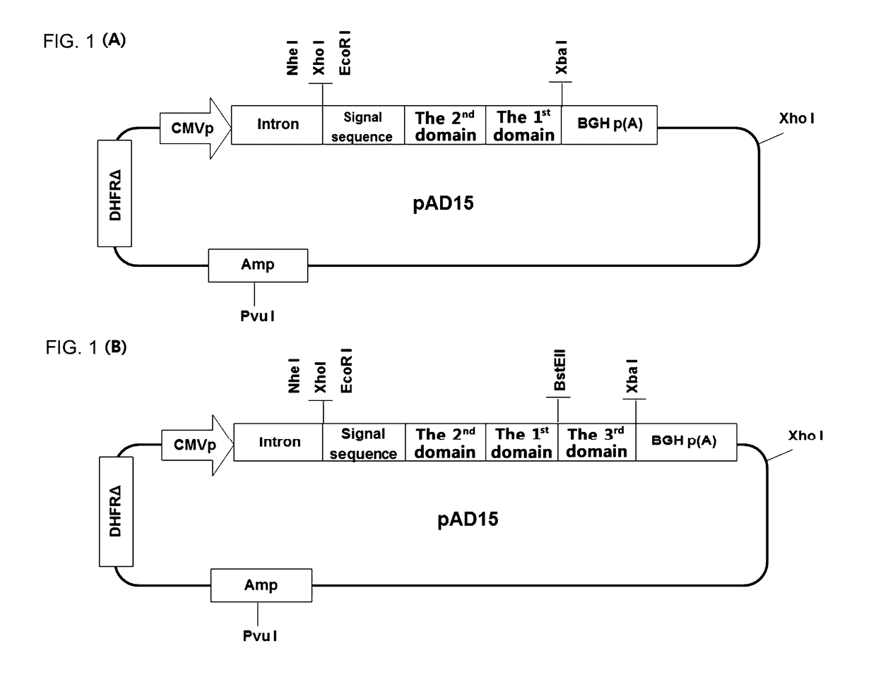 Modified interleukin-7 protein and uses thereof