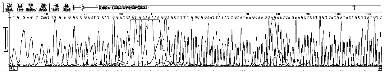 PET series carrier forward sequencing primers and sequencing method