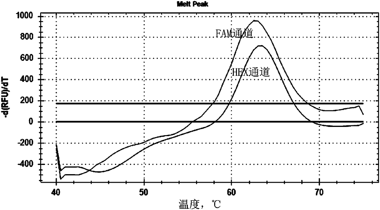 Primer and probe composition for detecting polymorphism of human CYP2C9 and VKORC1 genes, kit and application