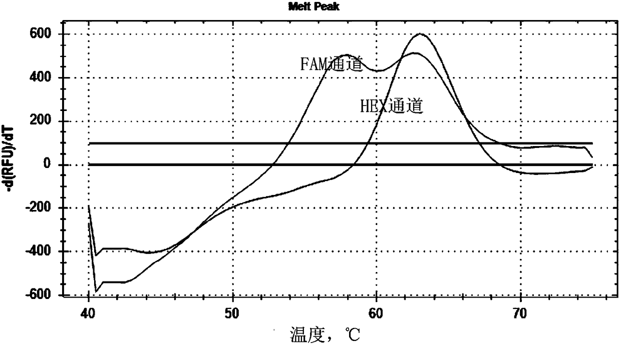 Primer and probe composition for detecting polymorphism of human CYP2C9 and VKORC1 genes, kit and application