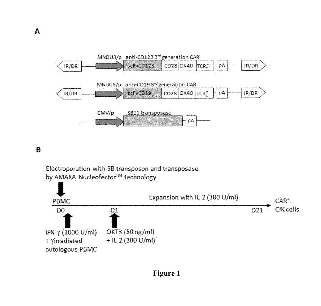 Improved method for the generation of genetically modified cells