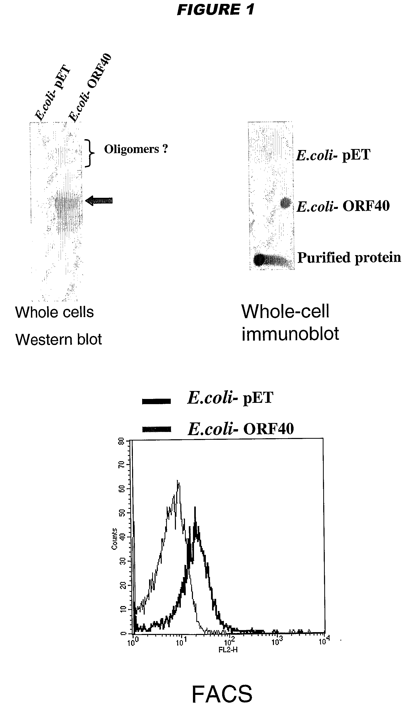 Meningococcus adhesins nada, app and orf 40