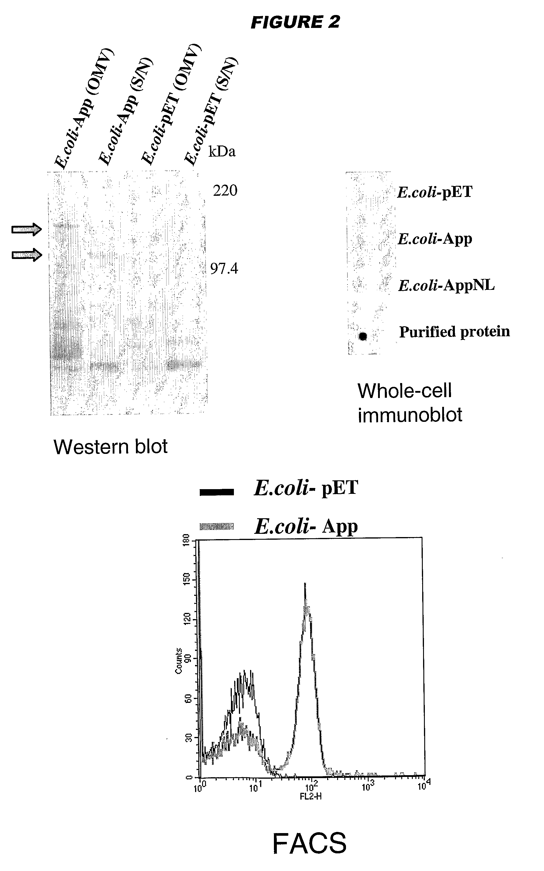 Meningococcus adhesins nada, app and orf 40