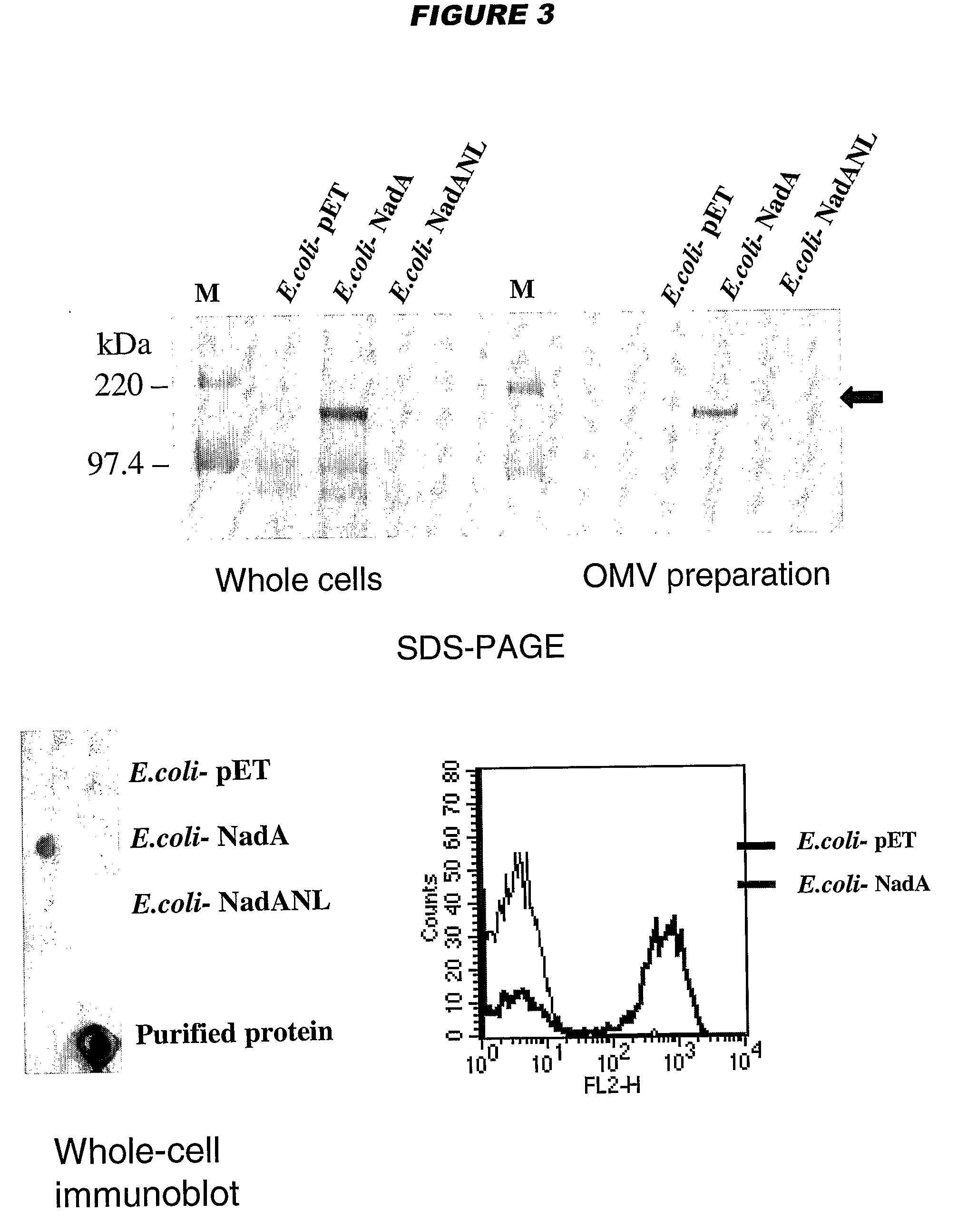 Meningococcus adhesins nada, app and orf 40