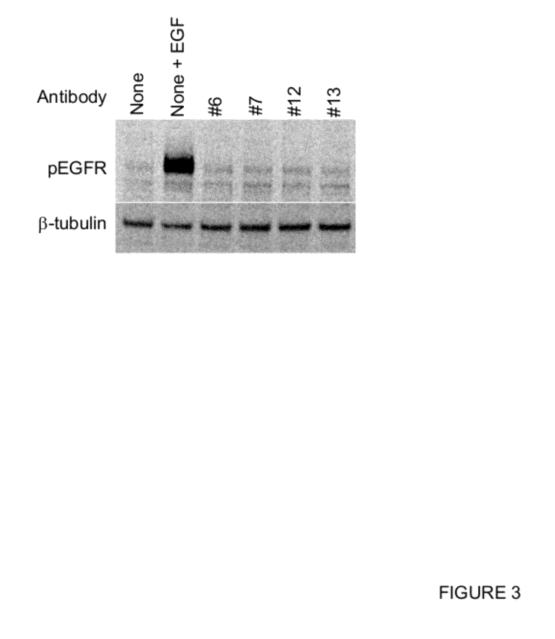 Novel EGFR-Binding Molecules and Immunoconjugates Thereof