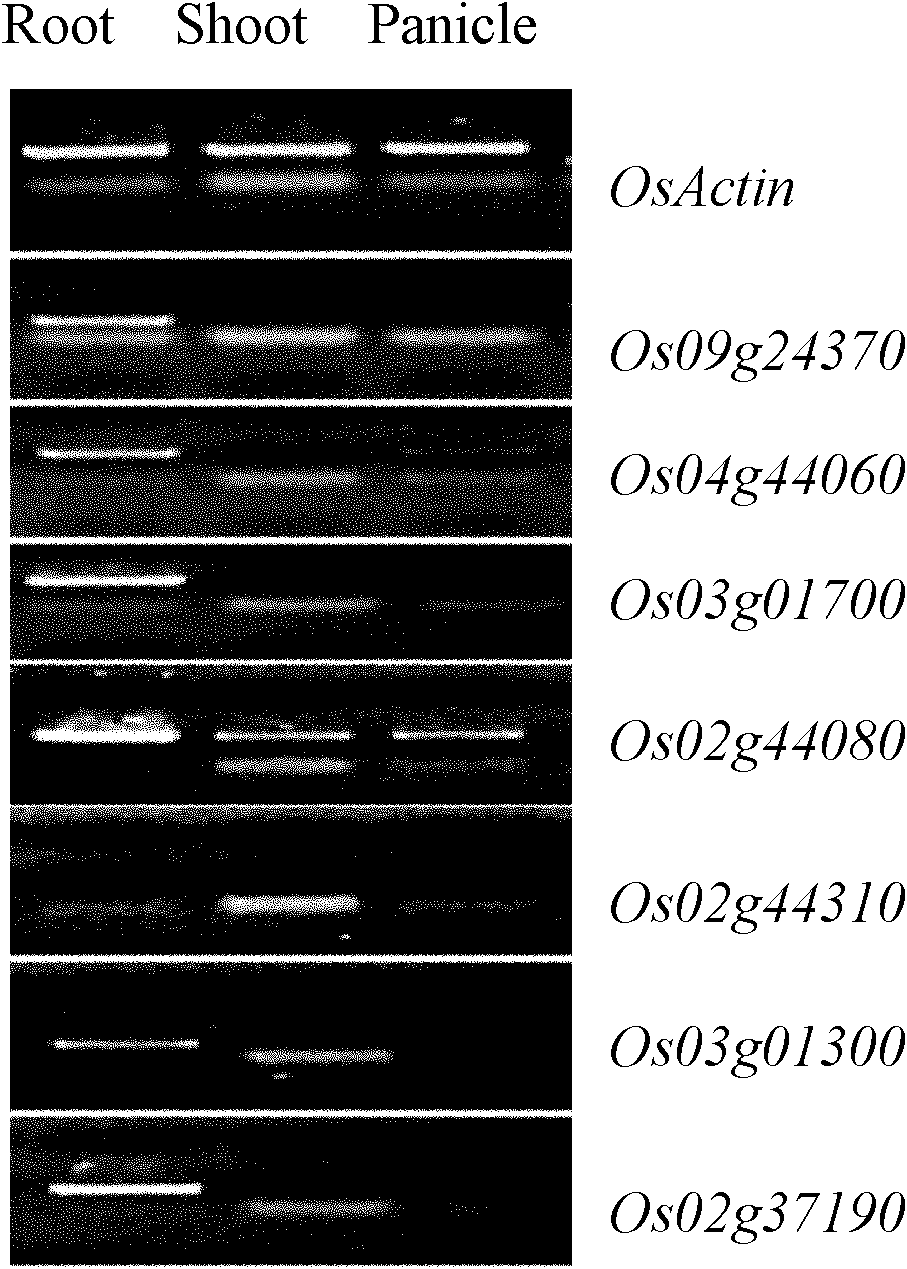 Specific promoter Os023g37190 of rice root and application thereof