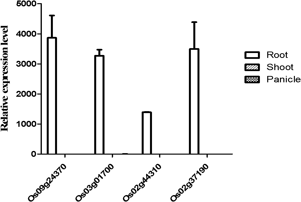 Specific promoter Os023g37190 of rice root and application thereof