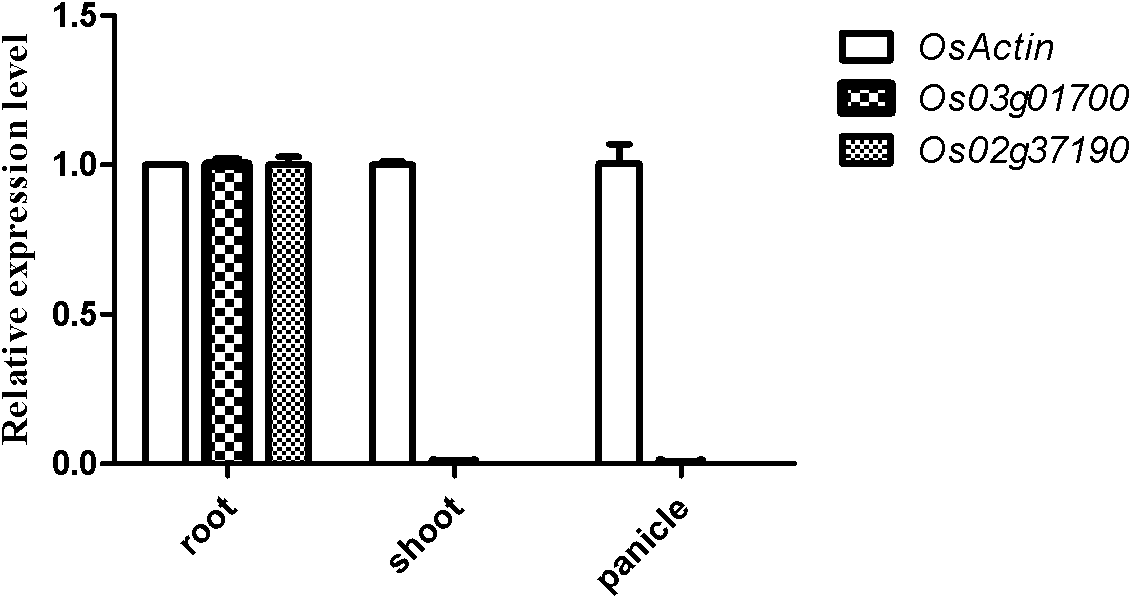 Specific promoter Os023g37190 of rice root and application thereof