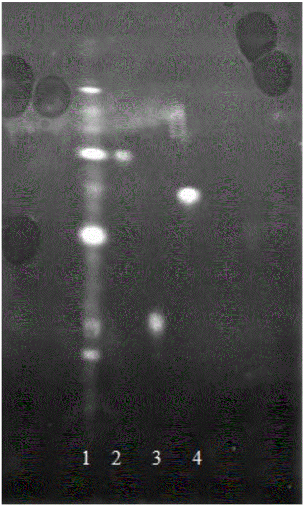 Thin layer chromatographic analysis method for detection of flavonoids in polygonum viviparum