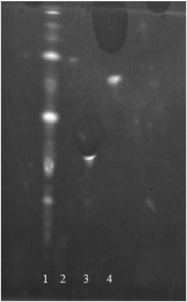 Thin layer chromatographic analysis method for detection of flavonoids in polygonum viviparum