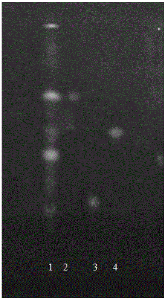 Thin layer chromatographic analysis method for detection of flavonoids in polygonum viviparum