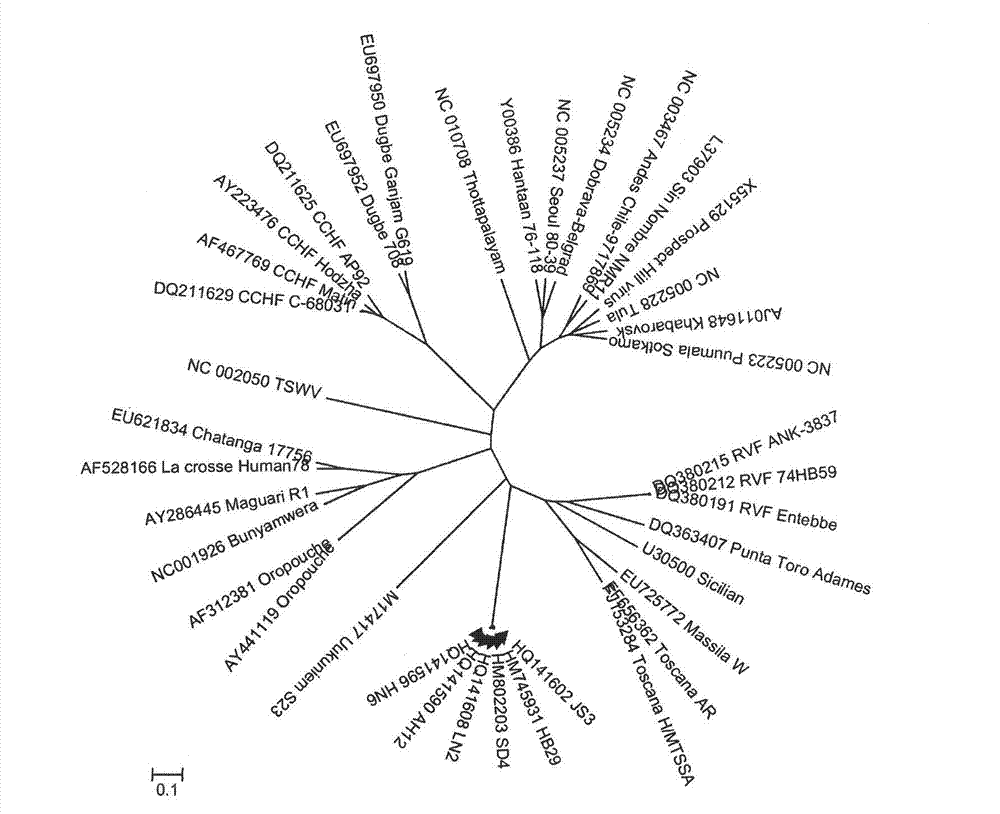 Entire gene sequence of severe fever with thrombocytopenia syndrome virus (SFTSV) and application