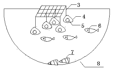 Method for cooperatively controlling microcystis aeruginosa and purifying water quality by using Plagiognathops microlepis, hyriopsis cumingii, Bellamya aeruginosa and calamus