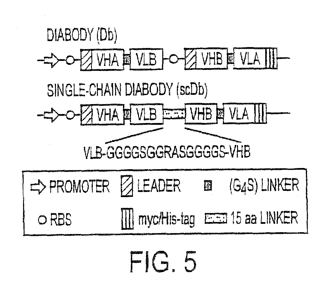 Single-chain Multiple Antigen-binding Molecule, Its Preparation and Use