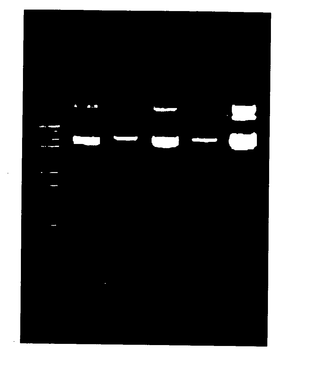 Rapid preparation of nucleic acids by enzymatic digestion