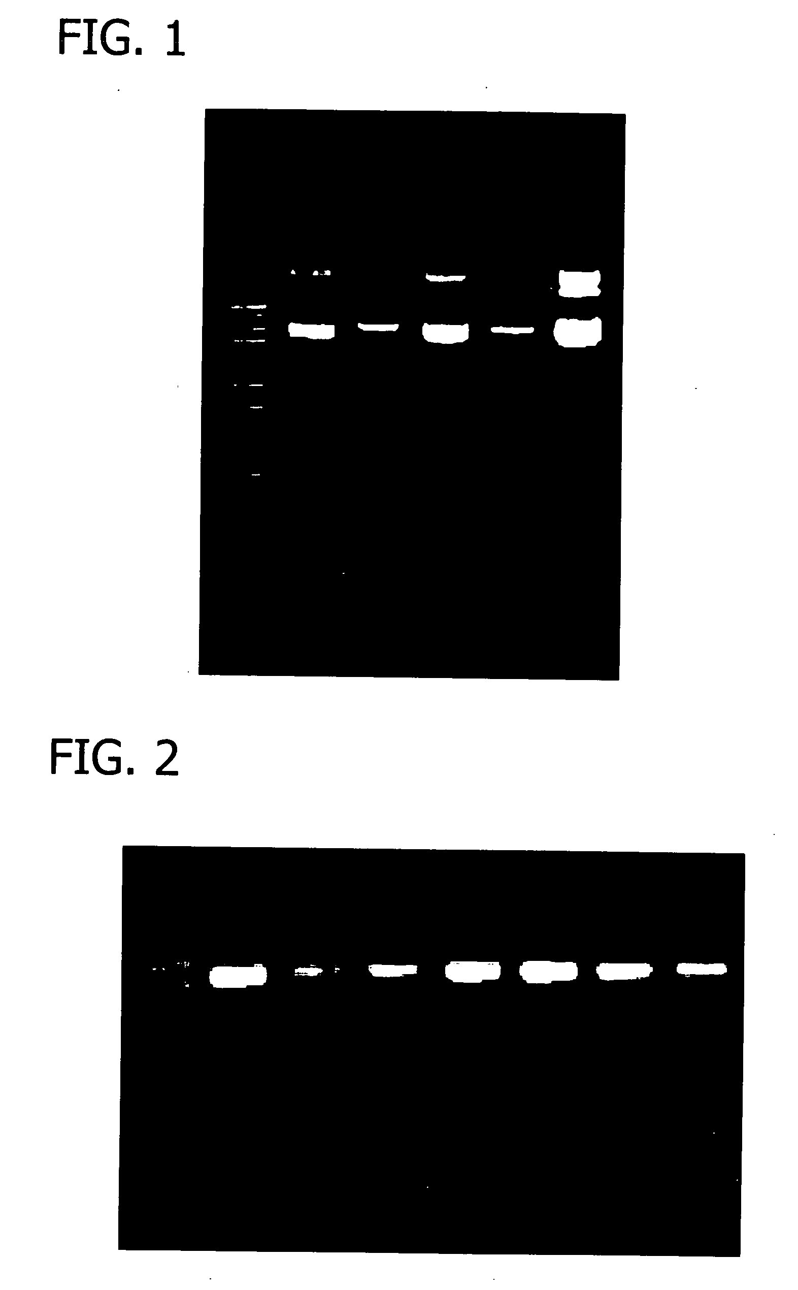 Rapid preparation of nucleic acids by enzymatic digestion