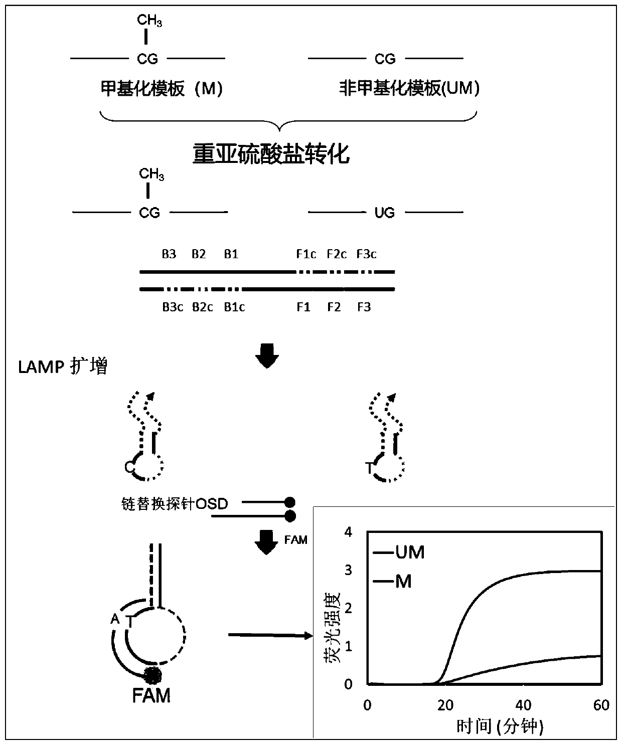 Single-site DNA methylation detection kit