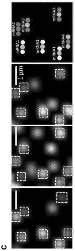 Sequential probing of molecular targets based on pseudo-color barcodes with embedded error correction mechanism