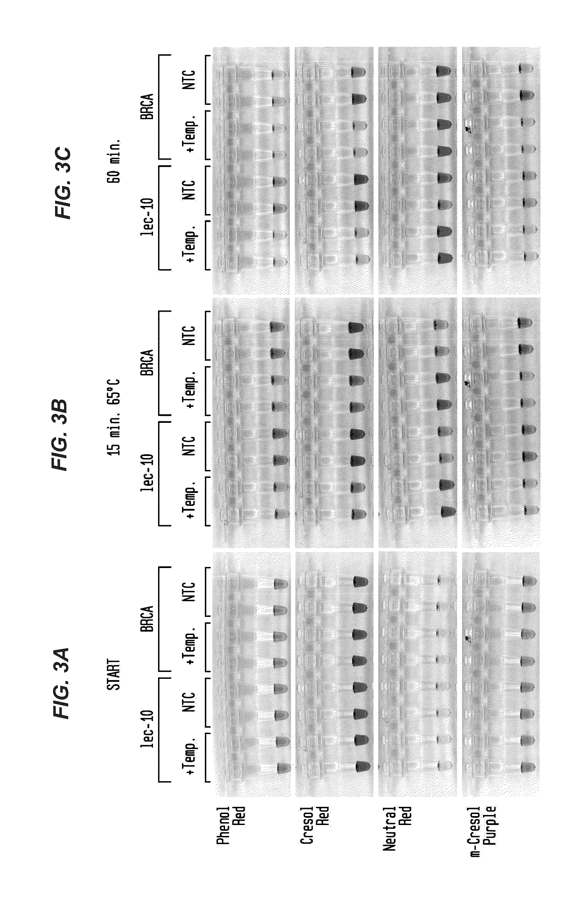 Detection of an Amplification Reaction Product Using pH-sensitive Dyes