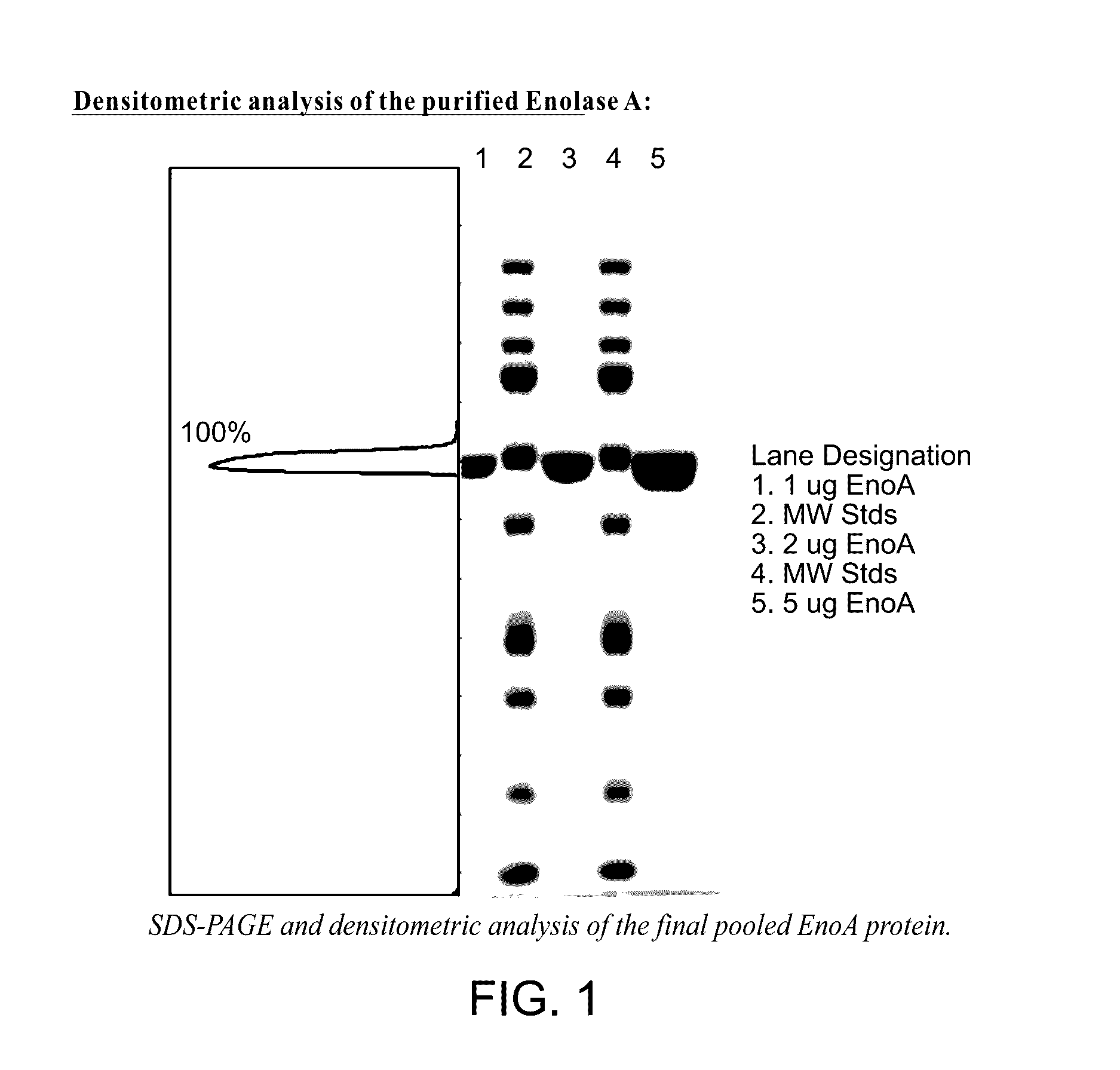 Enolase 1 (ENO1) compositions and uses thereof