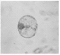 Ultralow temperature preservation method and activity identification method for cardiocrinum giganteum var. yunnanense protoplast